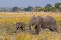 066 Botswana, Chobe NP